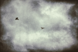  Elles volent sans but
Sur l'écume des nuages
Les gouttes de pluies